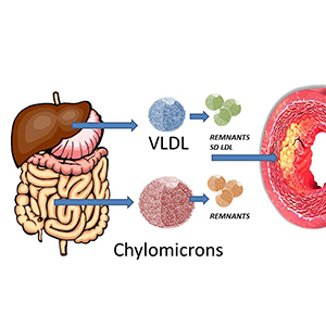 Bio Lipid Metabolism Model